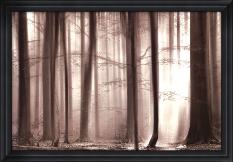 Framed Cloaking Woods Print