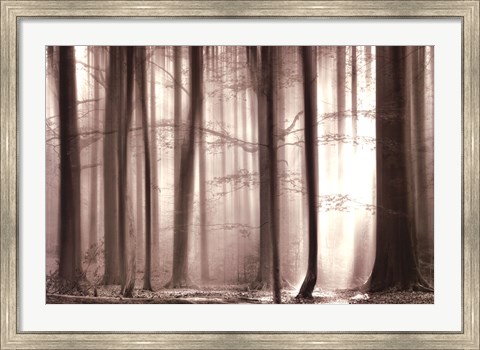 Framed Cloaking Woods Print