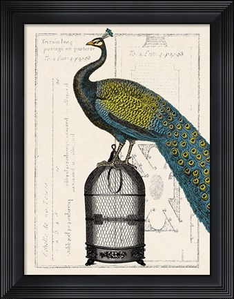 Framed Peacock Birdcage II Print