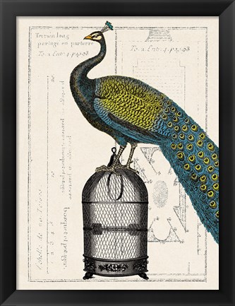 Framed Peacock Birdcage II Print