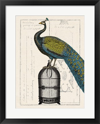 Framed Peacock Birdcage II Print