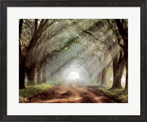 Framed Evergreen Plantation B Print