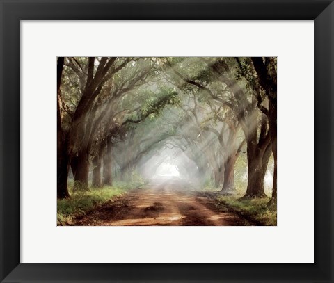 Framed Evergreen Plantation B Print