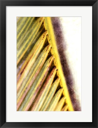 Framed Frond Study I Print