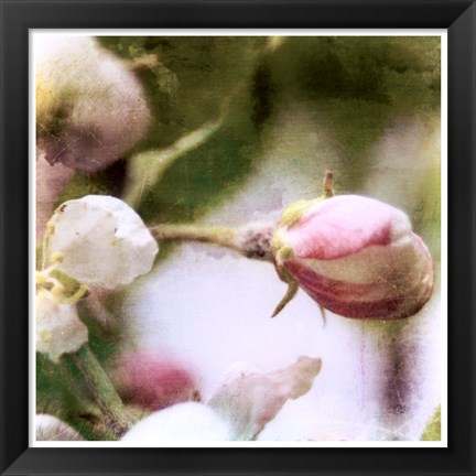 Framed Apple Blossom Print