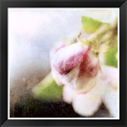 Framed Apple Blossom II Print