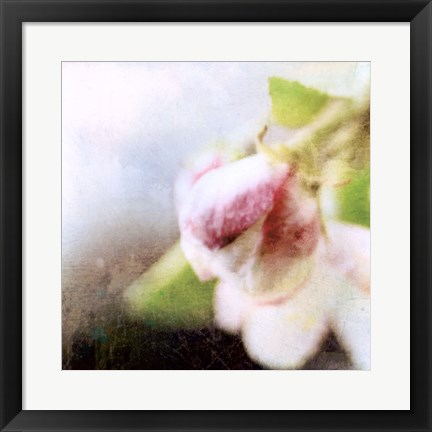 Framed Apple Blossom II Print