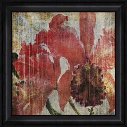 Framed Pacific Orchid I Print