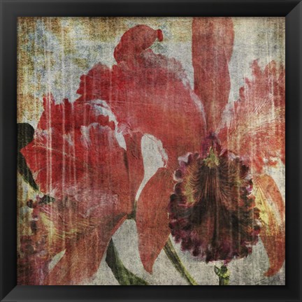 Framed Pacific Orchid I Print