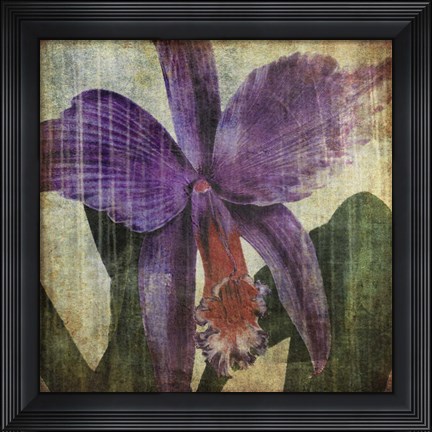 Framed Pacific Orchid II Print