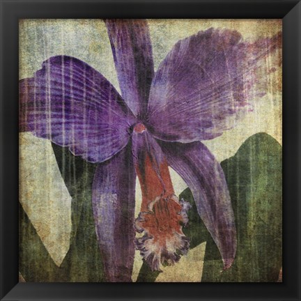 Framed Pacific Orchid II Print