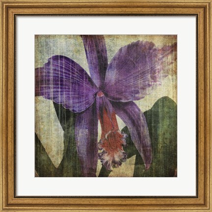Framed Pacific Orchid II Print