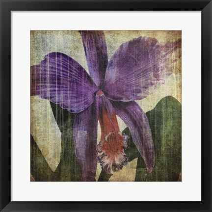 Framed Pacific Orchid II Print