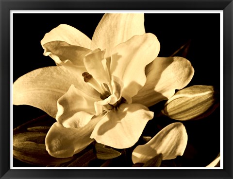 Framed Yvoire Flower I Print