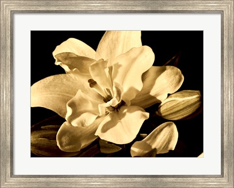 Framed Yvoire Flower I Print