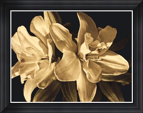 Framed Yvoire Flower II Print