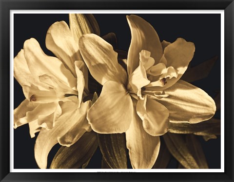 Framed Yvoire Flower II Print