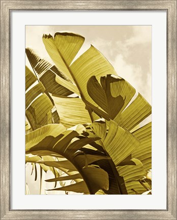 Framed Palm Fronds I Print