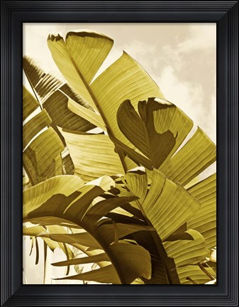 Framed Palm Fronds I Print