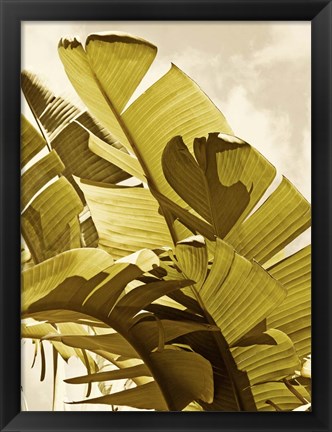 Framed Palm Fronds I Print