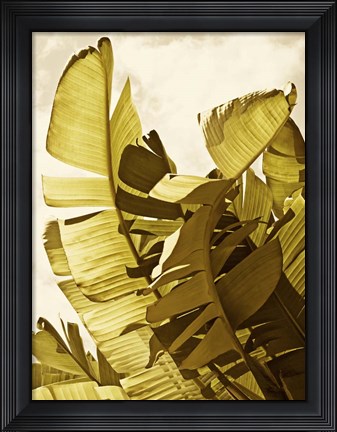 Framed Palm Fronds II Print