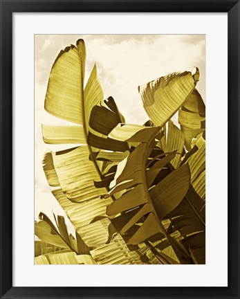 Framed Palm Fronds II Print