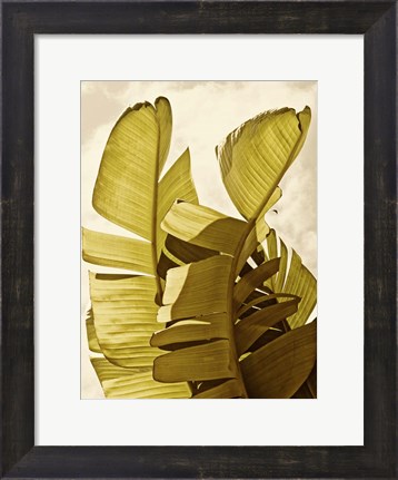 Framed Palm Fronds III Print