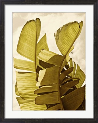 Framed Palm Fronds III Print