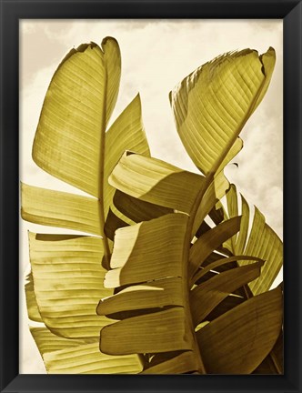 Framed Palm Fronds III Print