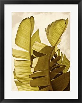 Framed Palm Fronds III Print