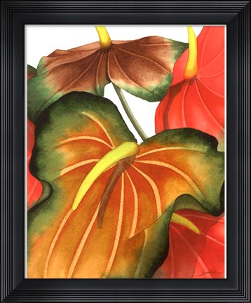 Framed Anthuria I Print