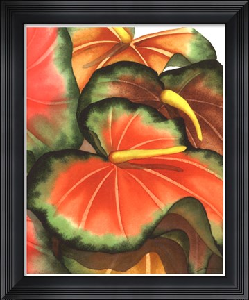 Framed Anthuria II Print