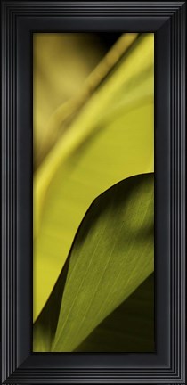 Framed Leaf Detail I Print