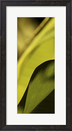 Framed Leaf Detail I Print