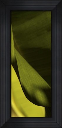 Framed Leaf Detail III Print