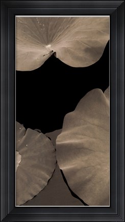 Framed Lotus II Print