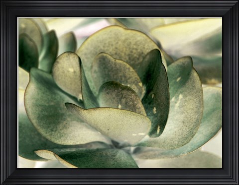 Framed Petal I Print