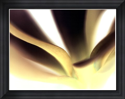 Framed Petal II Print