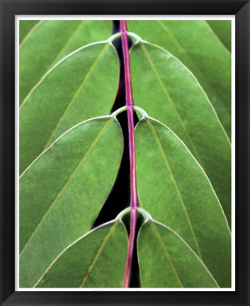 Framed Leaf Design II Print