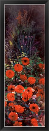 Framed Dahlia Garden II Print