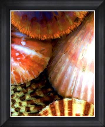 Framed Shell Extraction III Print