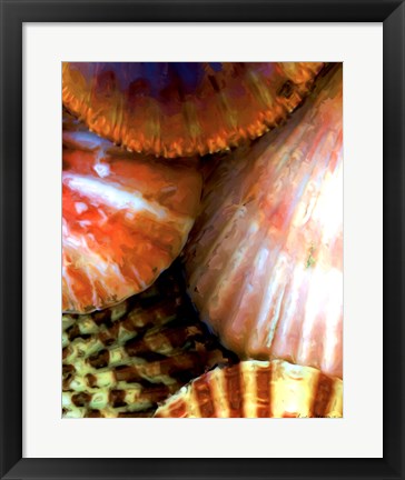 Framed Shell Extraction III Print