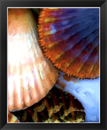 Framed Shell Extraction IV Print