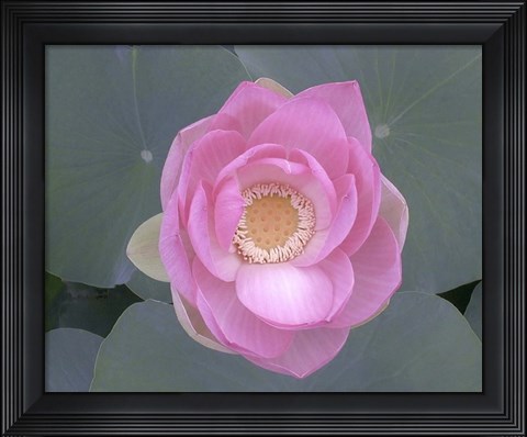 Framed Blushing Lotus I Print