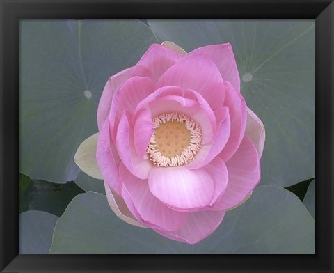 Framed Blushing Lotus I Print