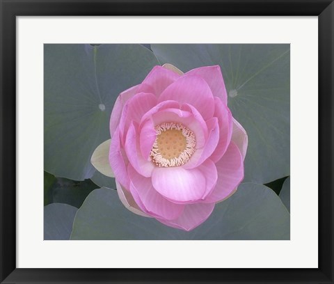 Framed Blushing Lotus I Print