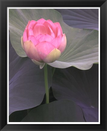 Framed Blushing Lotus II Print