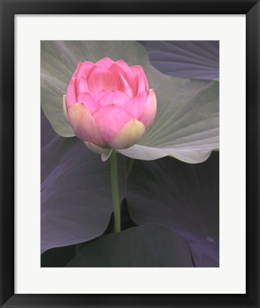 Framed Blushing Lotus II Print