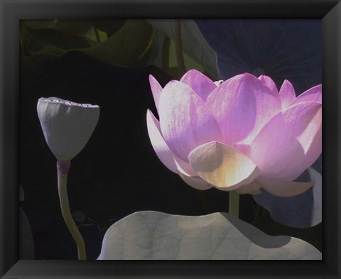 Framed Blushing Lotus III Print