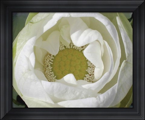 Framed Delicate Lotus I Print